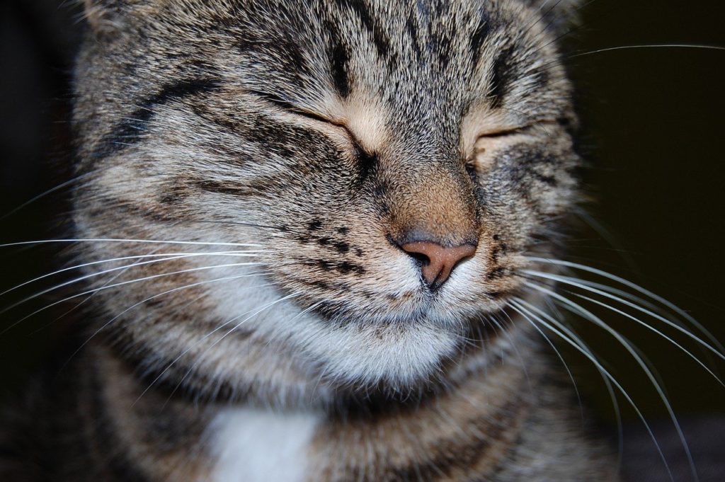 cat, pet, feline-6568422.jpg