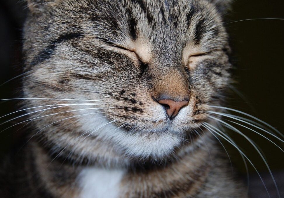 cat, pet, feline-6568422.jpg